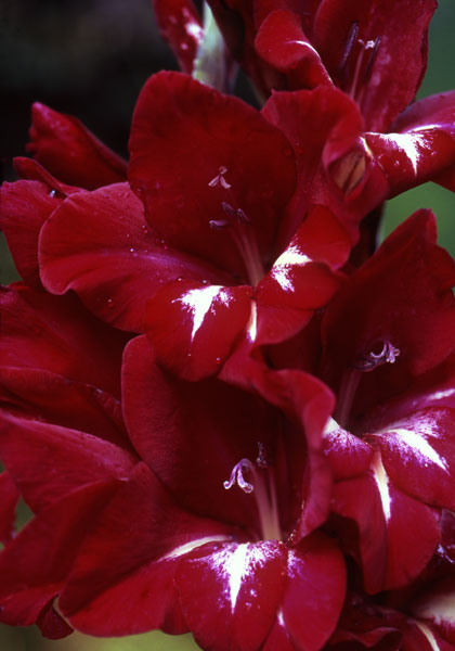 La Coruna gladiolus heirloom bulbs #1