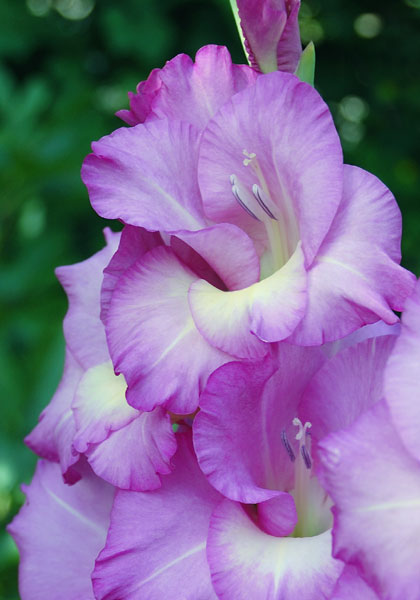 Lavanesque gladiolus heirloom bulbs #1