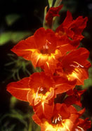 Kakaga gladiolus heirloom bulbs