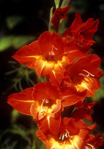 Kakaga gladiolus heirloom bulbs #1