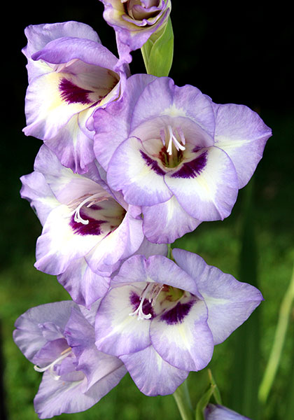 Caribbean gladiolus heirloom bulbs #1