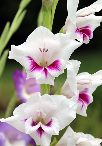 Chipper gladiolus heirloom bulbs #1