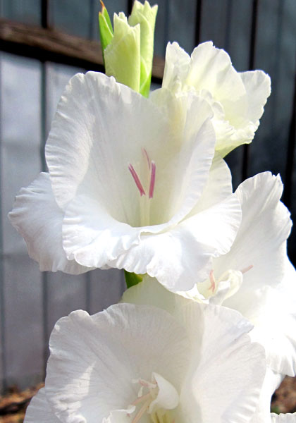 Snow Princess gladiolus heirloom bulbs #1