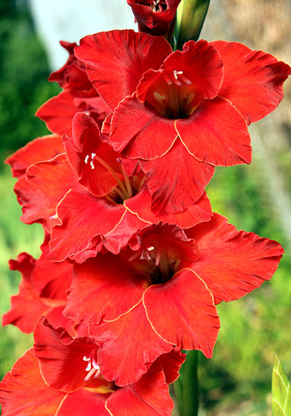 Frisky gladiolus heirloom bulbs #1