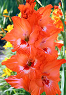 Isle of Capri gladiolus heirloom bulbs