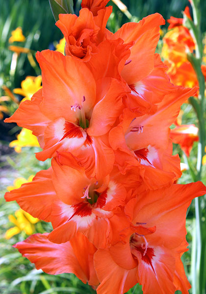 Isle of Capri gladiolus heirloom bulbs #1