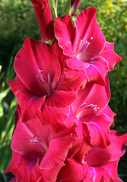 King Solomon gladiolus heirloom bulbs #1