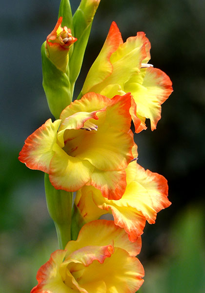 Sunset Sky gladiolus heirloom bulbs #1