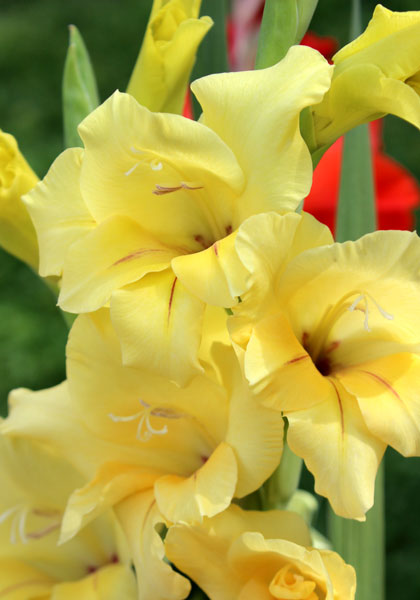 Nova Lux gladiolus heirloom bulbs #1