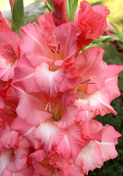 True Love gladiolus heirloom bulbs #1