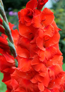 Wig&rsquo;s Sensation gladiolus heirloom bulbs