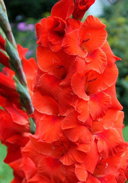 Wig&rsquo;s Sensation gladiolus heirloom bulbs #1