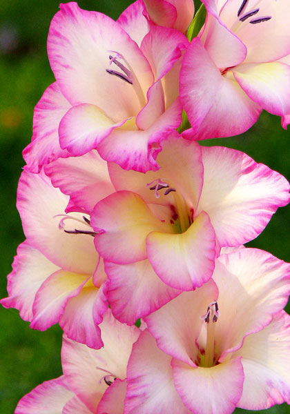 Priscilla gladiolus heirloom bulbs #1