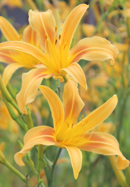 DAYLILY