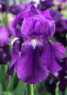 Crimson King iris heirloom bulbs