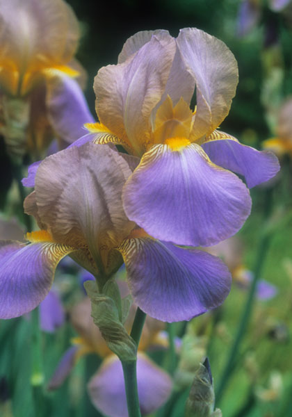 IRIS