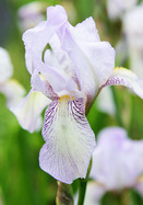 Bridesmaid iris heirloom bulbs