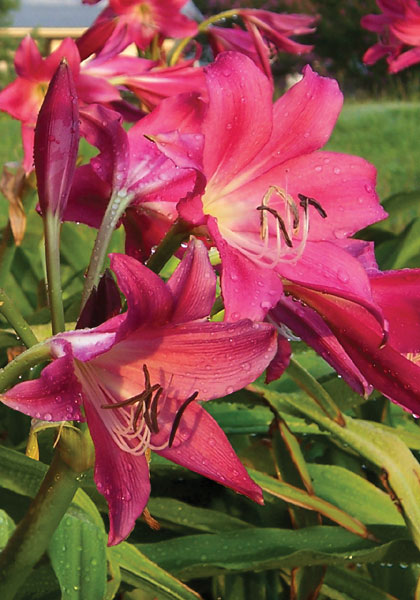 Ellen Bosanquet crinum heirloom bulbs #1