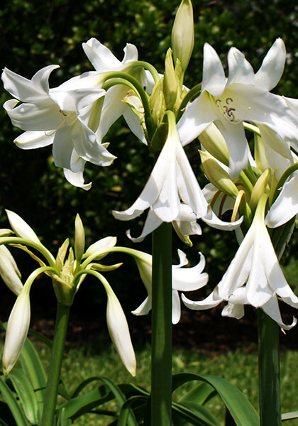 <i>powellii</i> Album crinum heirloom bulbs #1