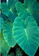 elephant ear heirloom bulbs