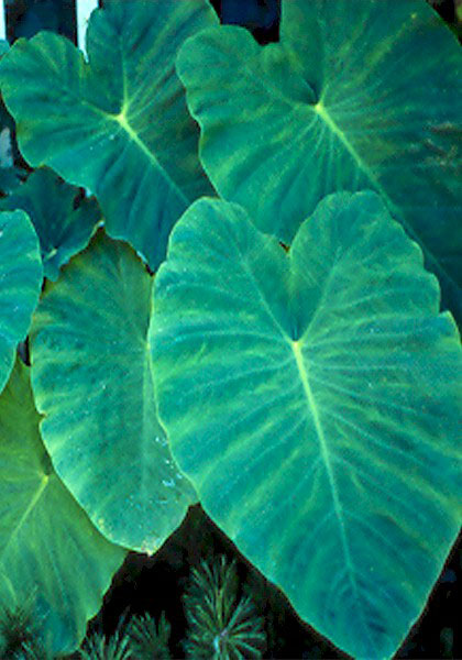 elephant ear heirloom bulbs #1