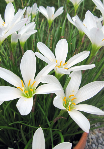 white rain lily heirloom bulbs #1