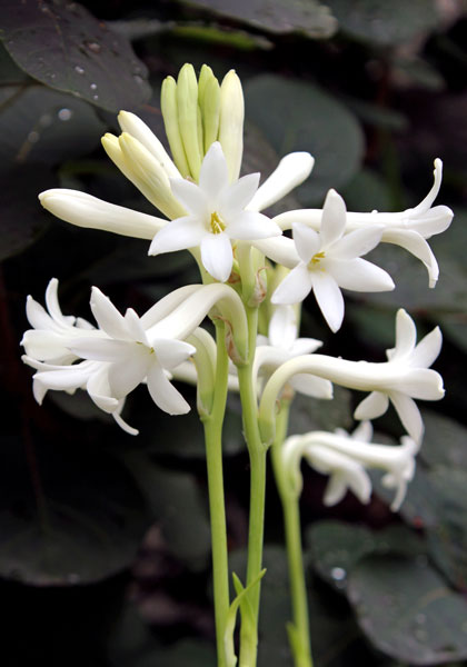 Mexican Single tuberose heirloom bulbs #1