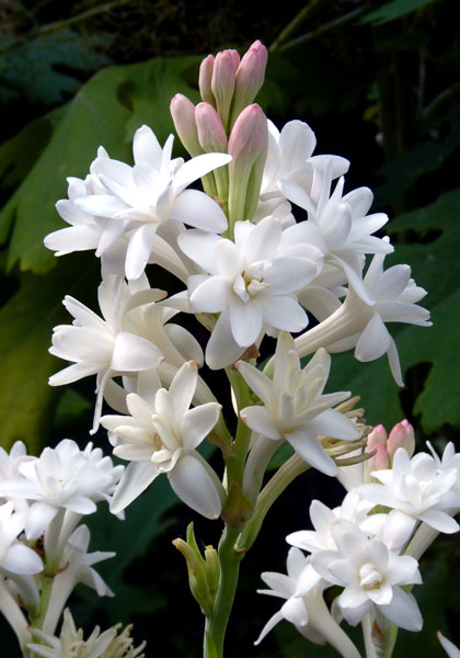 Pearl double tuberose heirloom bulbs #1