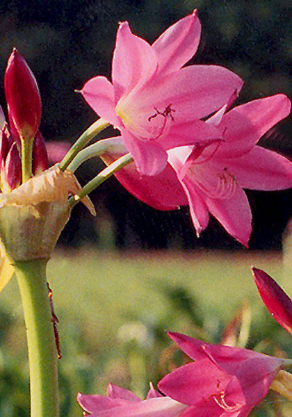 Bradley heirloom bulbs #1