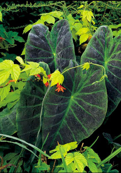 Illustris elephant ear heirloom bulbs #1
