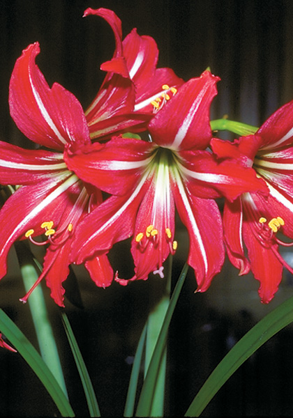 St. Joseph&rsquo;s lily heirloom bulbs #1