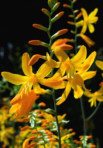 George Davison crocosmia heirloom bulbs #1