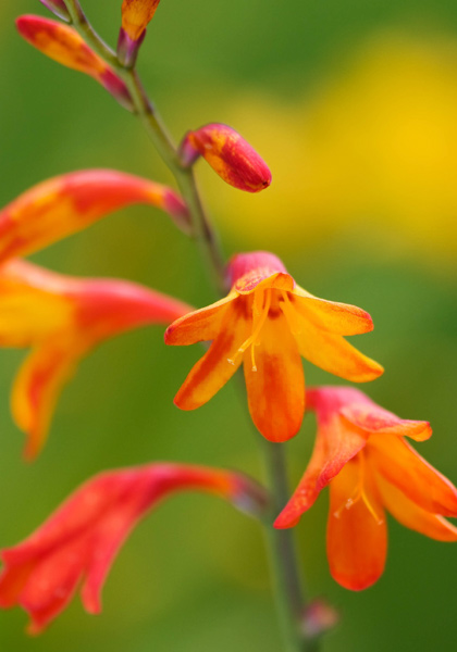 Meteore crocosmia heirloom bulbs #1