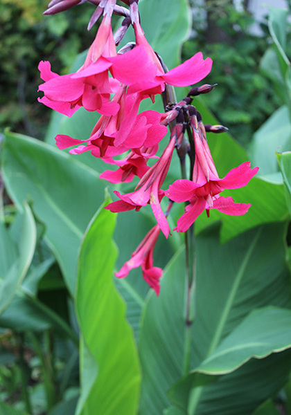 Ehemanii canna heirloom bulbs #2