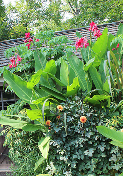Ehemanii canna heirloom bulbs #3