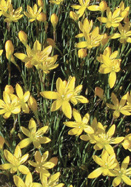 yellow rain lily heirloom bulbs