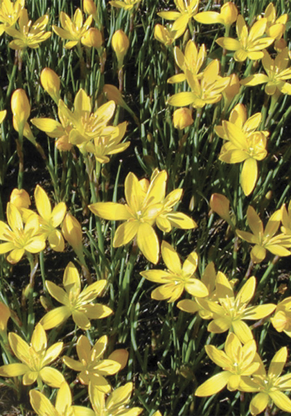 yellow rain lily heirloom bulbs #1