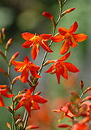 antique montbretia heirloom bulbs