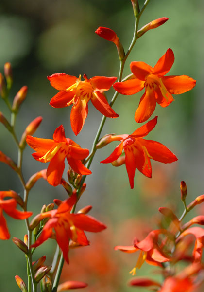antique montbretia heirloom bulbs #1