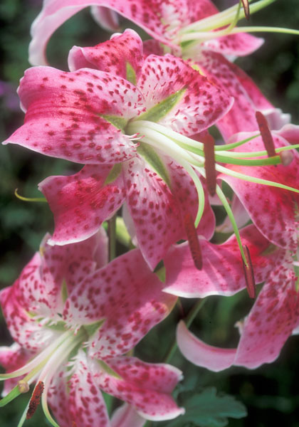 Uchida heirloom bulbs #1