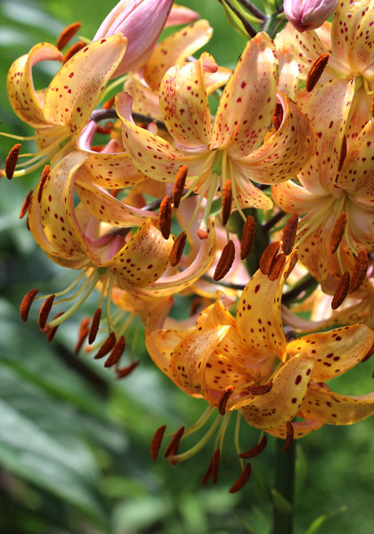 Guinea Gold heirloom bulbs #1