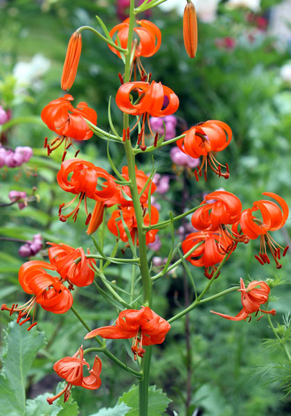 coral lily heirloom bulbs #1