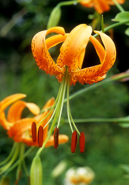 Henry’s lily heirloom bulbs #2