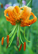 Henry&rsquo;s lily heirloom bulbs