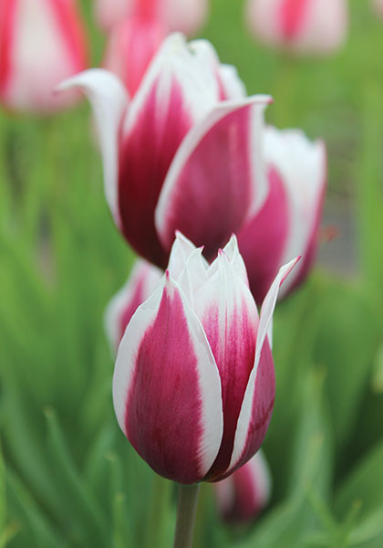 Lac van Rijn tulip heirloom bulbs #2