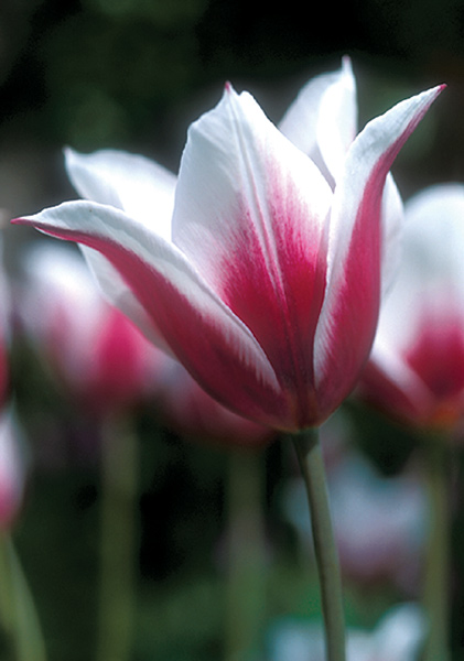 Lac van Rijn tulip heirloom bulbs #3