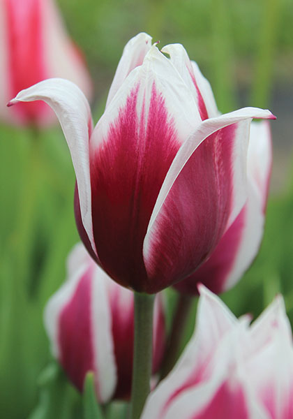 Lac van Rijn tulip heirloom bulbs #1