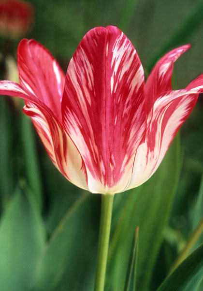 Zomerschoon tulip heirloom bulbs #1
