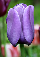 Bleu Aimable tulip heirloom bulbs