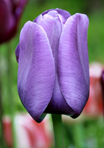Bleu Aimable tulip heirloom bulbs #1